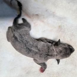 Heather - Blue female Whippet puppy in Goldendale, Washington from Amulet Charm