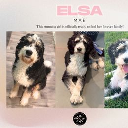 Elsa Mae - fantastic temprament - Tri-color female Bernedoodle puppy in Bowling Green, Ohio from Windy Creek Doodles