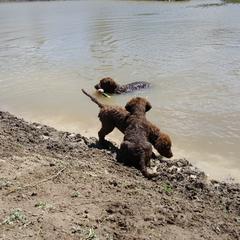 Chesapeake Bay Retriever Puppies from Madrona Chesapeake Bay Retrievers