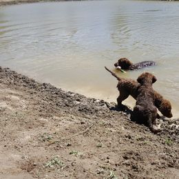 Chesapeake Bay Retriever Puppies from Madrona Chesapeake Bay Retrievers