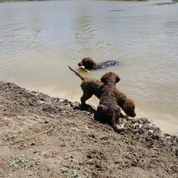 Chesapeake Bay Retriever Puppies from Madrona Chesapeake Bay Retrievers
