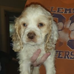 Cocker Spaniels from Smith's Main Squeeze