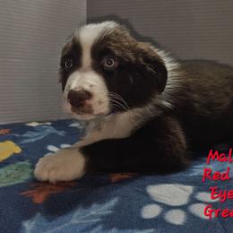 Justin - Red & white male Australian Shepherd puppy in Crestline, Ohio from High Desert Aussies