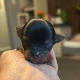 Girl 3 - Blue and gold female Yorkshire Terrier puppy in Hot Springs, Arkansas from Weslynn Kennels