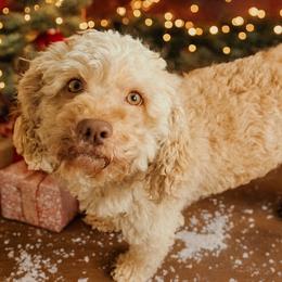 Blair - Cockapoo