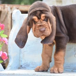 American Bully and Bloodhound Puppies from Blue Collar Kennelz Bloodhounds and American Bullies