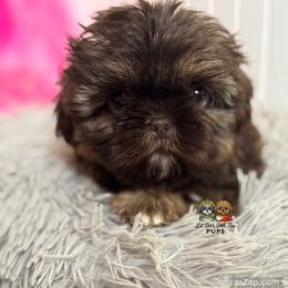 Jude - Chocolate male Shih Tzu puppy in Walkertown, North Carolina from Lil’ Bit’s Shih Tzu