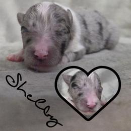 Shelby - Blue merle and white female Shetland Sheepdog puppy in Lebanon, Tennessee from Henotic Homestead's Shetland Sheepdogs