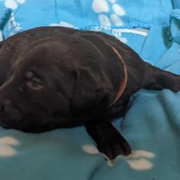 Boy 2 - Labrador Retriever puppy in Omaha, Nebraska from DeBruin Labrador Retrievers