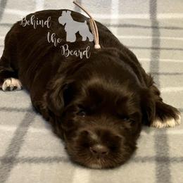 Miniature Schnauzer and Schnoodle Puppies from Behind the Beard Schnauzers
