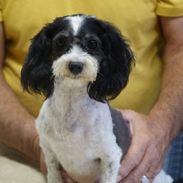 Sassy - Havanese
