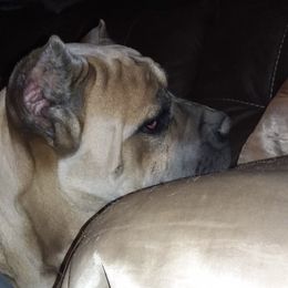 Cane Corso from Colchado's Cane Corso