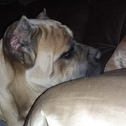 Cane Corso from Colchado's Cane Corso