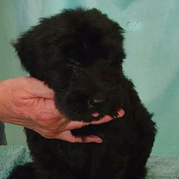 Girl 3 - female Giant Schnauzer puppy in Kokomo, Indiana from Tailwind Giant Schnauzers