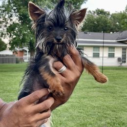 Gabbi - Yorkshire Terrier