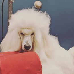 Nelle - Poodle