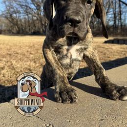 Uno - Brindle female Great Dane puppy in White City, Kansas from Southwind Great Danes