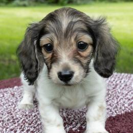 Tai - Cream female Dachshund puppy in Boswell, Indiana from Golden Moose Homestead