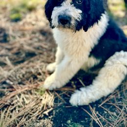 Aussiedoodle, Poodle, and Saint Berdoodle Puppies from Remington Kennels, LLC
