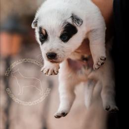Kyubey (ASDR) - Blue speckled male Australian Cattle Dog puppy in Marana, Arizona from Impact 3rd Australian Cattle Dogs