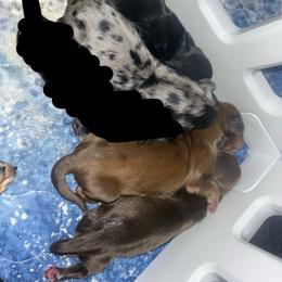 Dachshund puppies from The long dogs of indiana