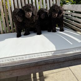 Poodle Puppies from Black Pearl Poodle