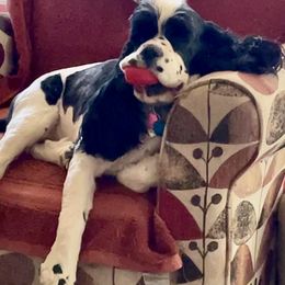 Cocker Spaniels from Lakota Cockers