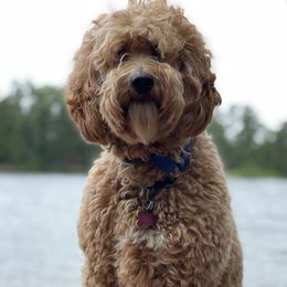 Wren - Australian Labradoodle