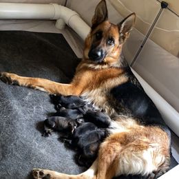 German Shepherd All Grown Up from Angel Oak German Shepherds