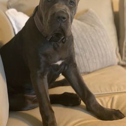 Cane Corso Puppies from Killing Joke Cane Corsos