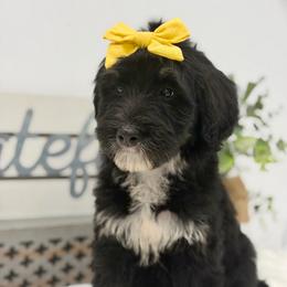 Miss Mango - Tri-color female Bernedoodle puppy in Hegins, Pennsylvania from Bubbling Springs Doodles, LLC