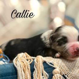 Callie - Blue merle female Miniature Australian Shepherd puppy in Sandy Hook, Kentucky from RidgeTop Aussies