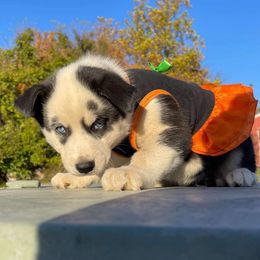 Siberian Husky Puppies from Siberian Huskies-Beckham the Great
