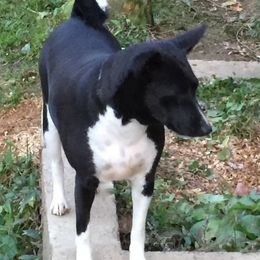Eclipse - Basenji