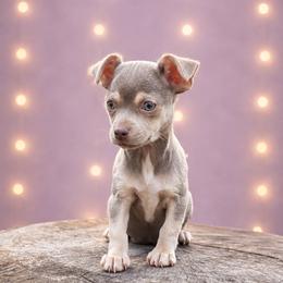 Blue female - Blue fawn female Chihuahua puppy in Glen St Mary, Florida from Little Pawz, LLC