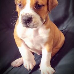 Boy 1 - Boerboel puppy in Naples, New York from Freedom Boerboels LLC