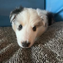Skittles - White blue merle and tan male Shetland Sheepdog puppy in Kerville, Texas from Cedar Hill Kennels