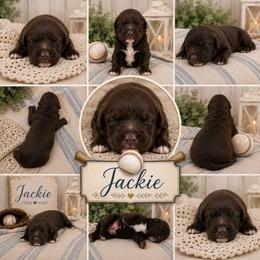 Jackie - Brown male Double Doodle puppy in Whitsett, North Carolina from Rock Creek Doodles NC