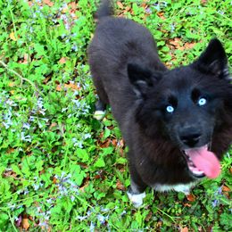 Siberian Husky Puppies from Blue Moon Siberian Husky Haven
