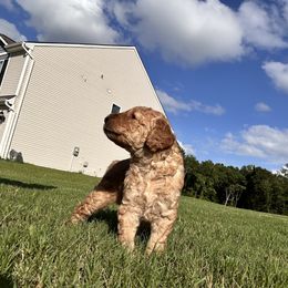 Goldendoodle Puppies from Diverse Nurturing Affectionate Doodle Kennel