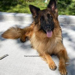 German Shepherds from German Shepherds of Shawnee