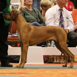 Rhodesian Ridgebacks from Lynne Newman's Rhodesian Ridgebacks