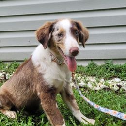 Dennis - Miniature Australian Shepherd