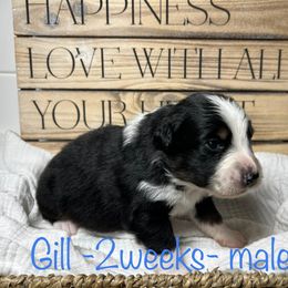 Australian Shepherd Puppies from Kayla's Aussies