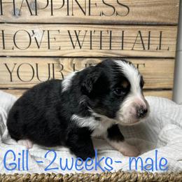 Australian Shepherd Puppies from Kayla's Aussies