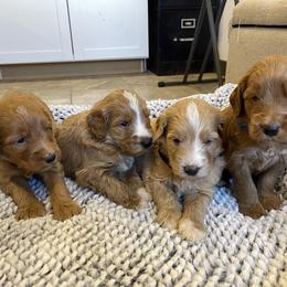 Maple Boy2 - Red  male Goldendoodle puppy in Sugarcreek, Ohio from True Hearted Doodles