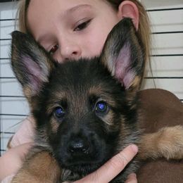 Vinny - German Shepherd