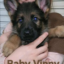 Vinny - German Shepherd