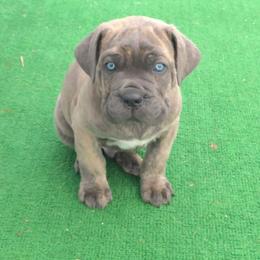 Aldo - Gray brindle male Cane Corso puppy in Nashville, Tennessee from Prestigious K9