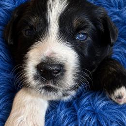 Roo - Black tri-color male Australian Shepherd puppy in Marshall, Virginia from Aussie Tales Farm
